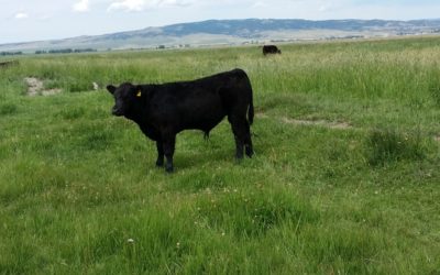 Beef Cattle Economic Selection Indices