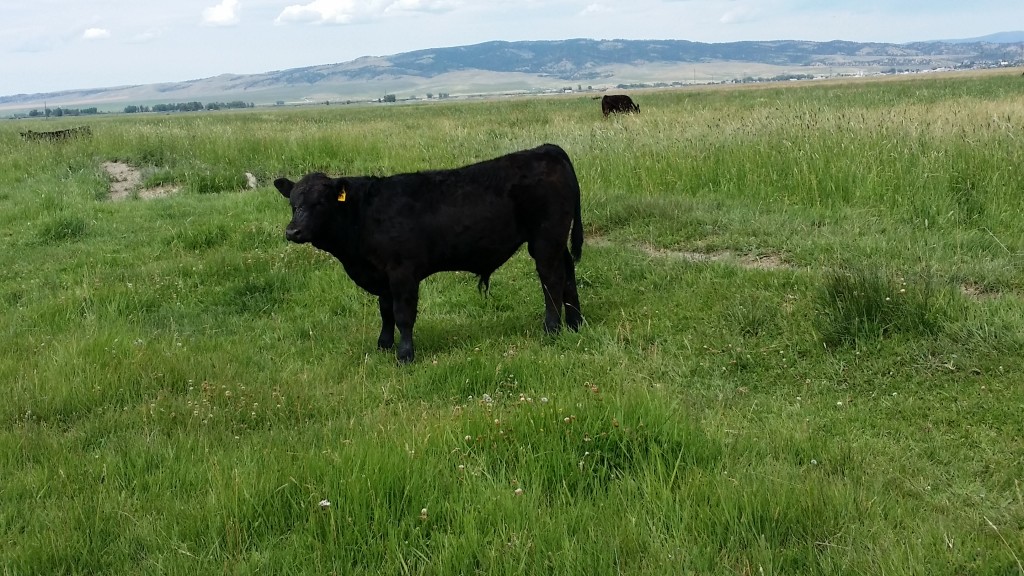 Beef Cattle Economic Selection Indices
