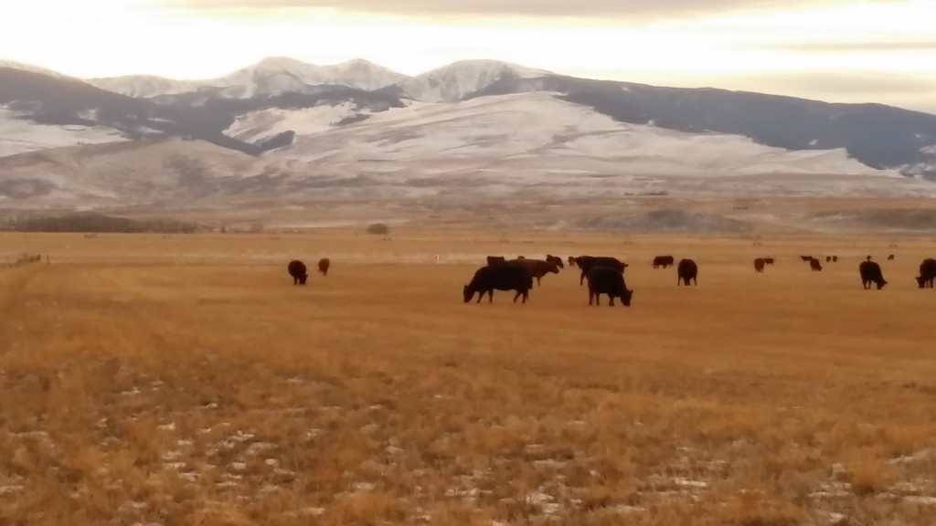 9 Steps to Starting Out or Expanding in the Cattle Business