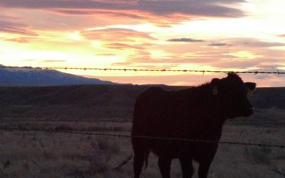 6 Steps to Maximizing Day to Day Productivity on a Successful Cattle Operation