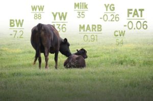 cow-calf-data-epds