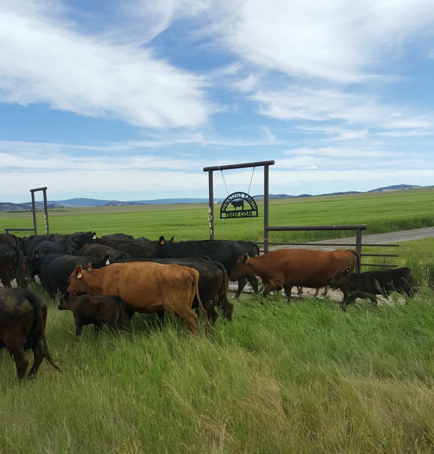 Cattle Herd